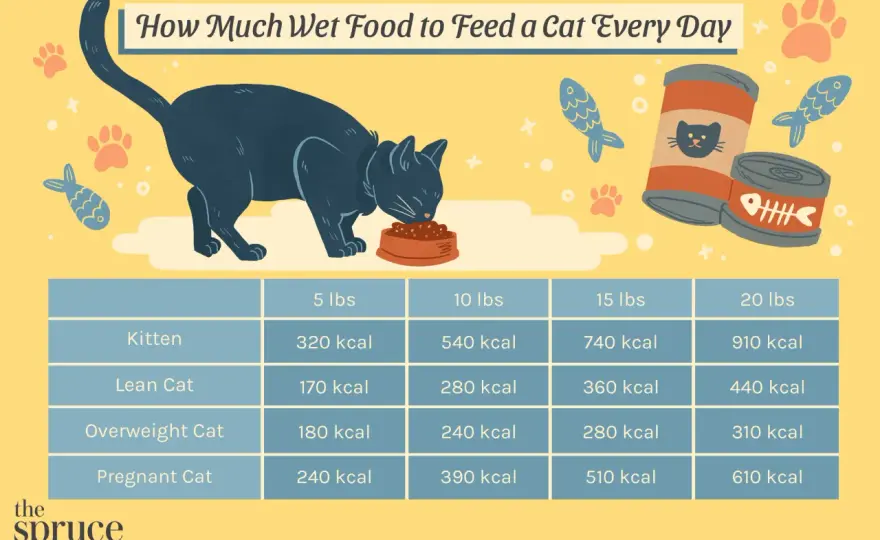 How Much Wet Food to Feed a Cat? The Calorie Method
