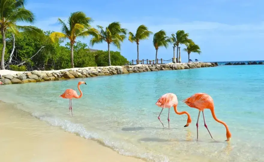 Aruba wakacje - Jak zaplanować idealny wyjazd?