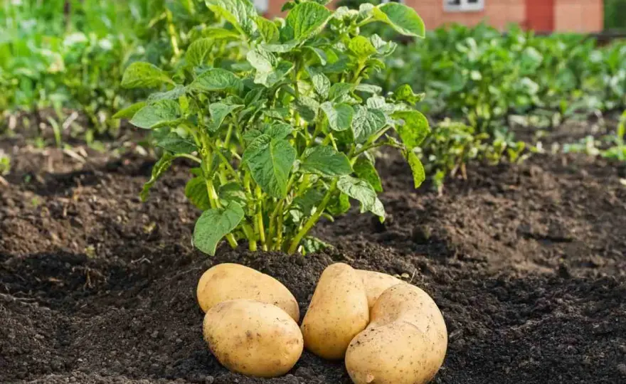 Pomme de terre Ratte - plantation, soins et récolte