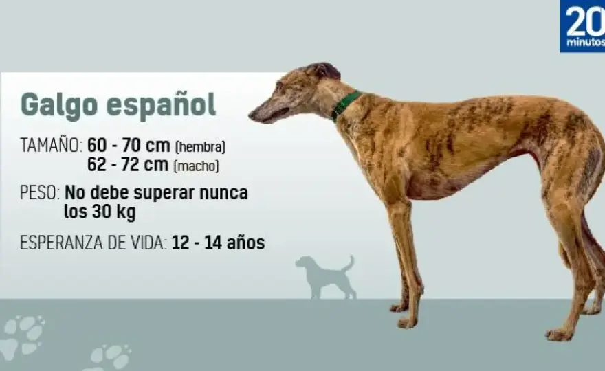 Galgo español: ¿Es el perro ideal para ti? Descúbrelo aquí