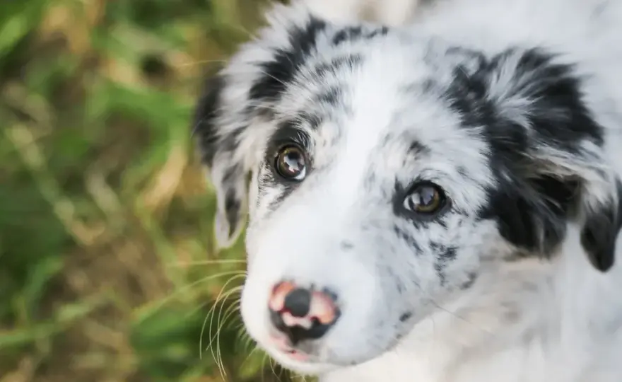 Pedigree - Czy to dobra karma dla Twojego psa? Sprawdź skład!