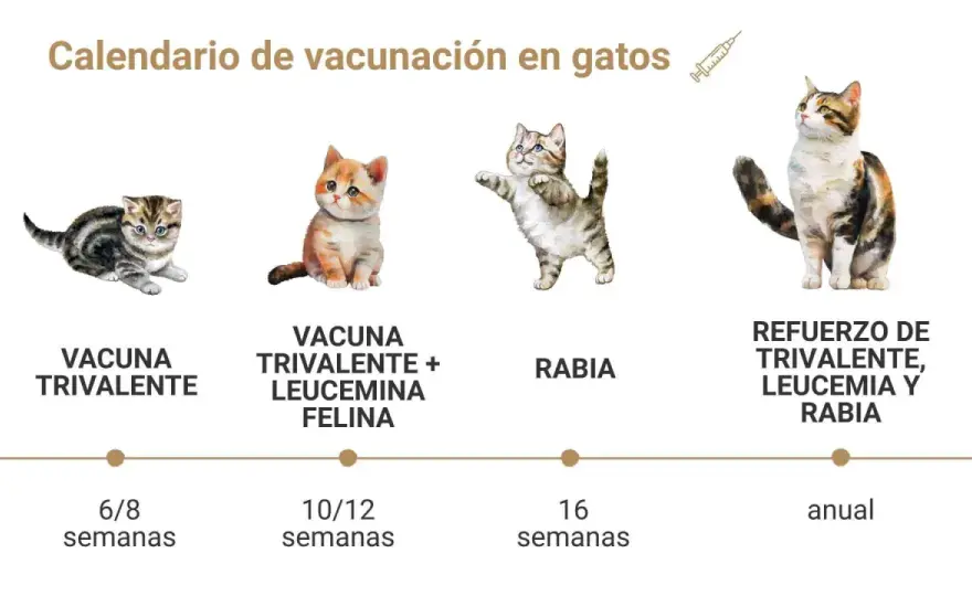 Vacunas para gatos - ¿Cuáles necesita tu felino y por qué?