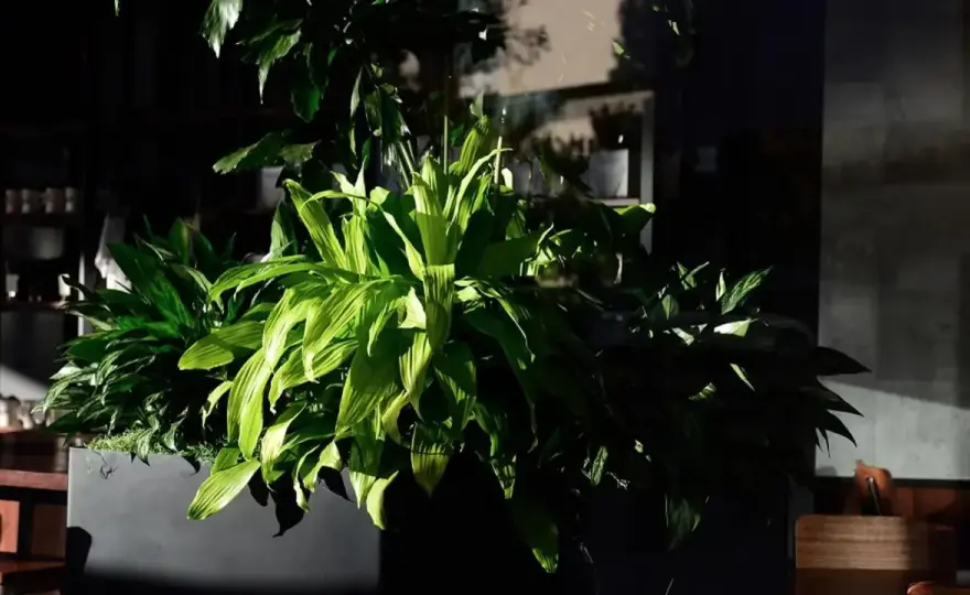 Czy dracena jest trująca dla kota? Poznaj objawy zatrucia i rozwiązania