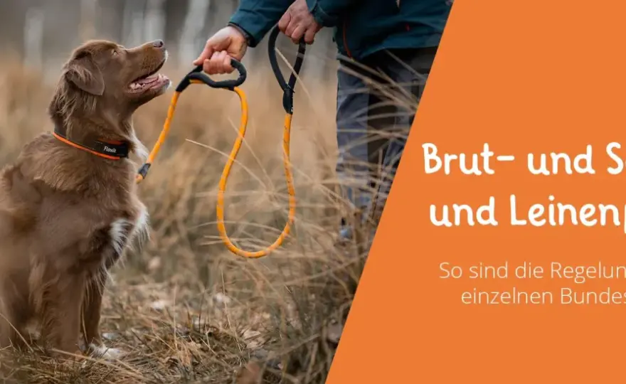 Hund in NRW - Brut- & Setzzeit: Wo Leinenpflicht wirklich gilt
