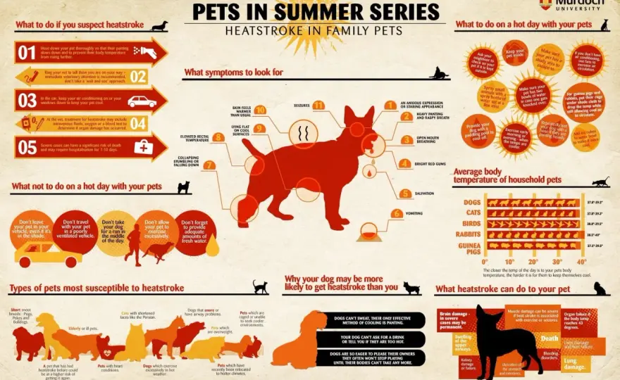 ¿Los perros sudan? La verdad y cómo protegerlos del calor