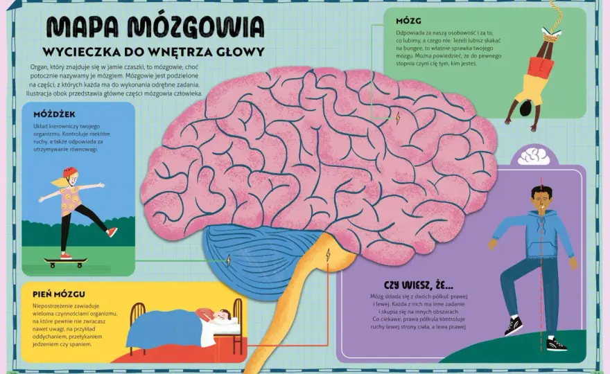 Jak działa mózg? Poznaj fakty i wykorzystaj jego potencjał!
