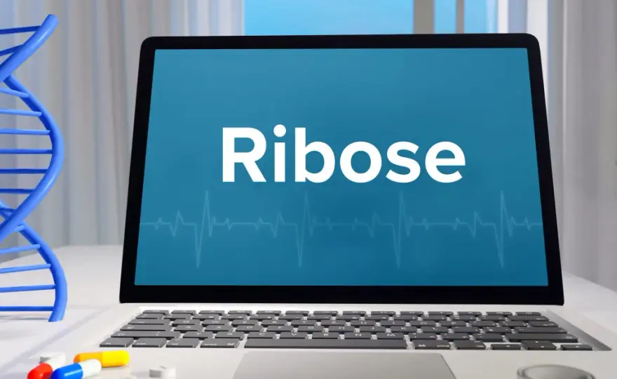 Ribose im Körper - Aufgaben, Nutzen und Risiken