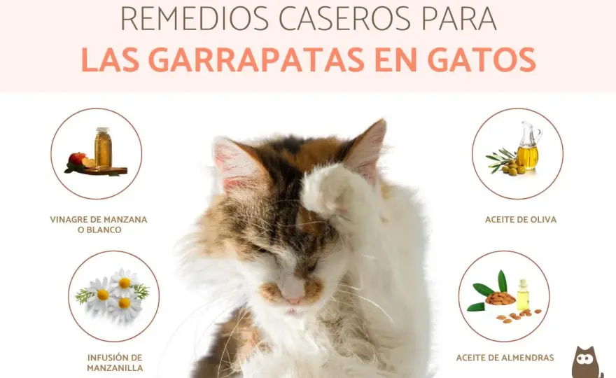 Quitar garrapatas a gatos - Remedios caseros seguros y guía paso a paso