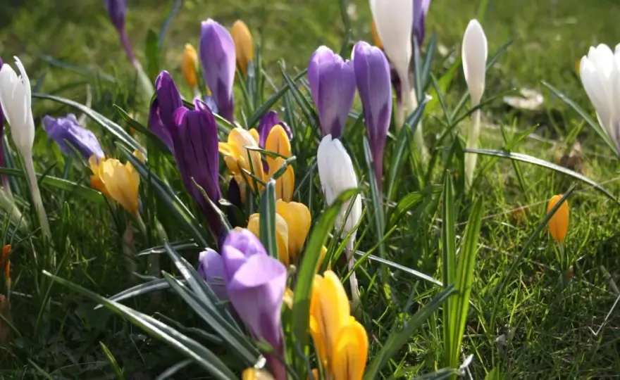 Krokus - Så lyckas du med vårens första blomma (undvik misstagen!)