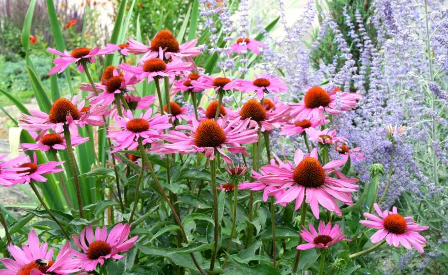 Blommor på P - Välj rätt för din svenska trädgård!
