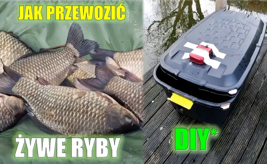 Jak przewieźć ryby samochodem bez stresu i zagrożenia dla zdrowia