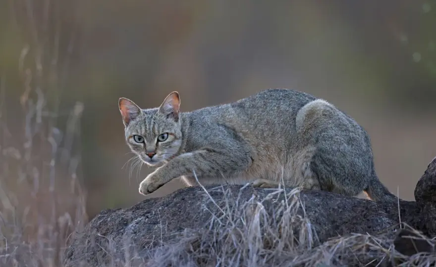 Gato montés doméstico - ¿Es posible? La verdad y alternativas