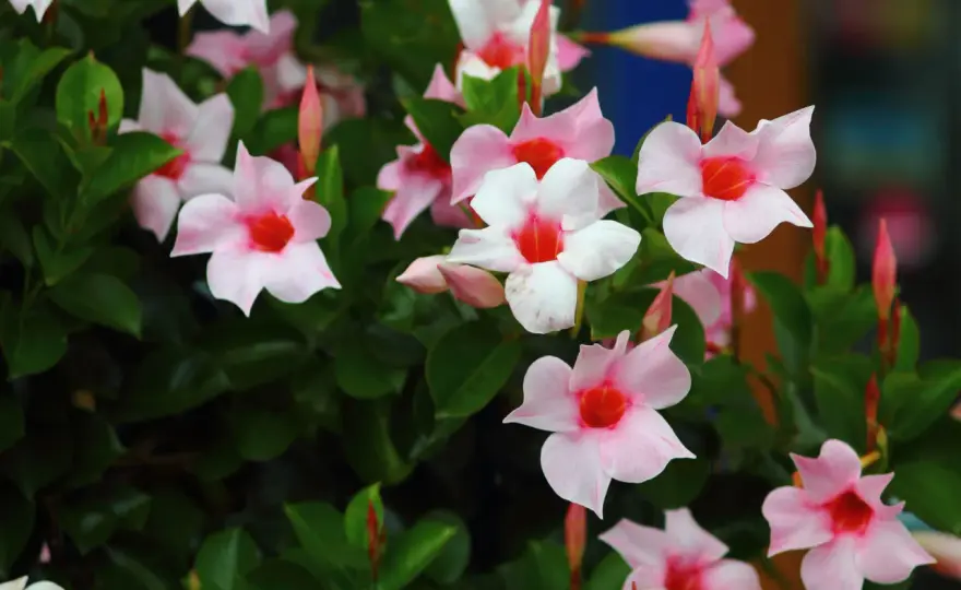 Dipladénia en pleine terre, est-ce possible dans votre jardin ?