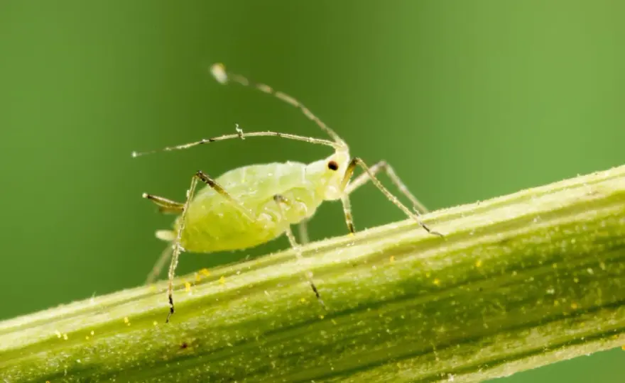 Pucerons au jardin - les bons gestes pour s’en débarrasser