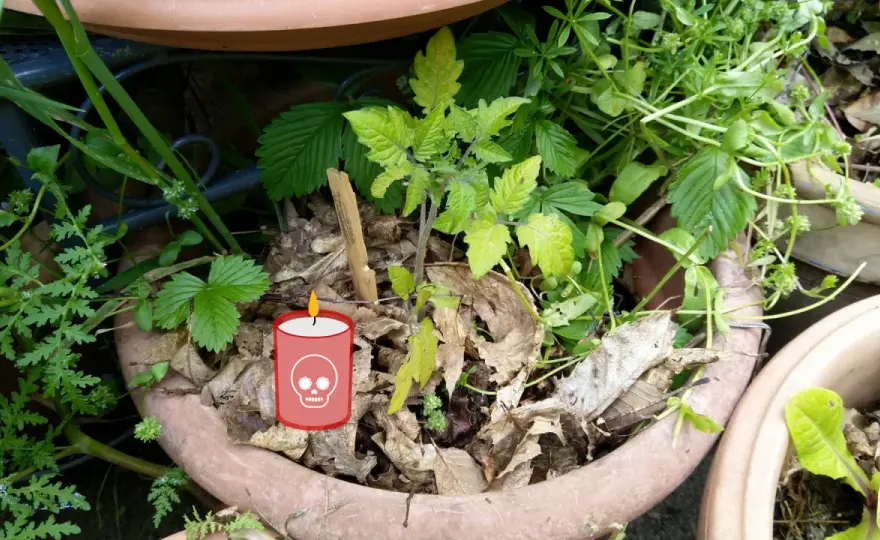 Pourquoi les plantes meurent chez moi ? Le bon diagnostic au jardin