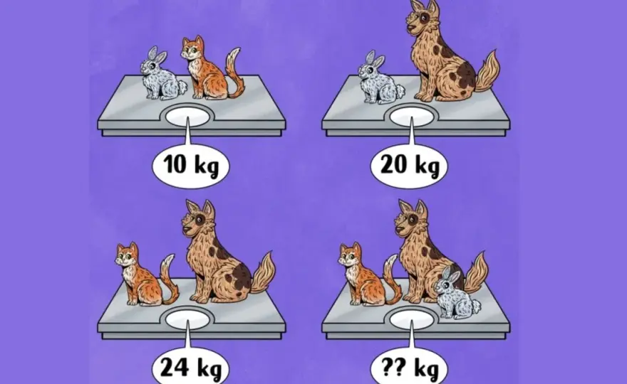 Ile powinien ważyć kot? Nie tylko waga się liczy!