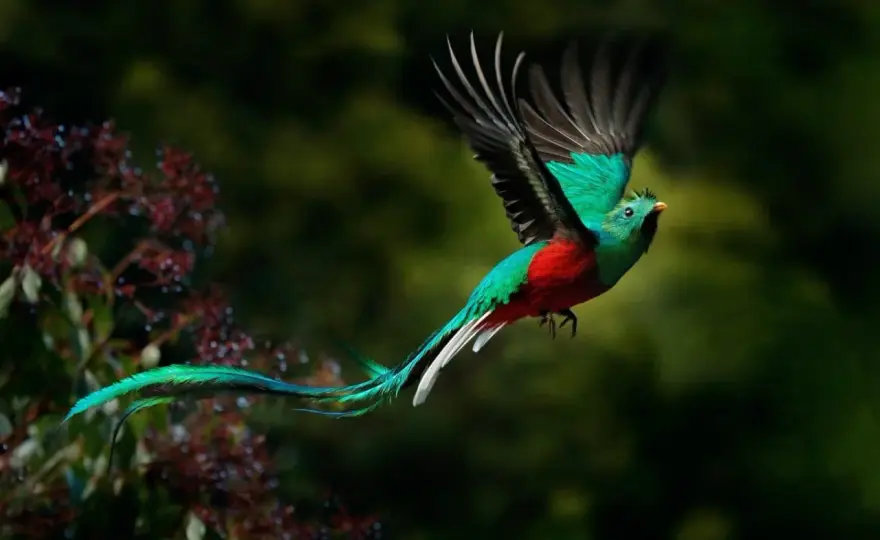 Parrot in Portrait Art - Hidden Meanings & Expert Tips