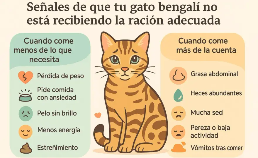 Ración para gatos - ¿Cuánto debe comer tu gato?