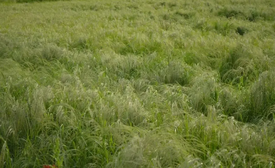 Semi di teff, come scegliere e coltivare in Italia