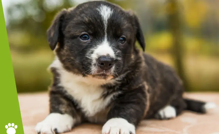 Kiedy można oddać szczeniaki? Kluczowe wskazówki, by uniknąć błędów w adopcji