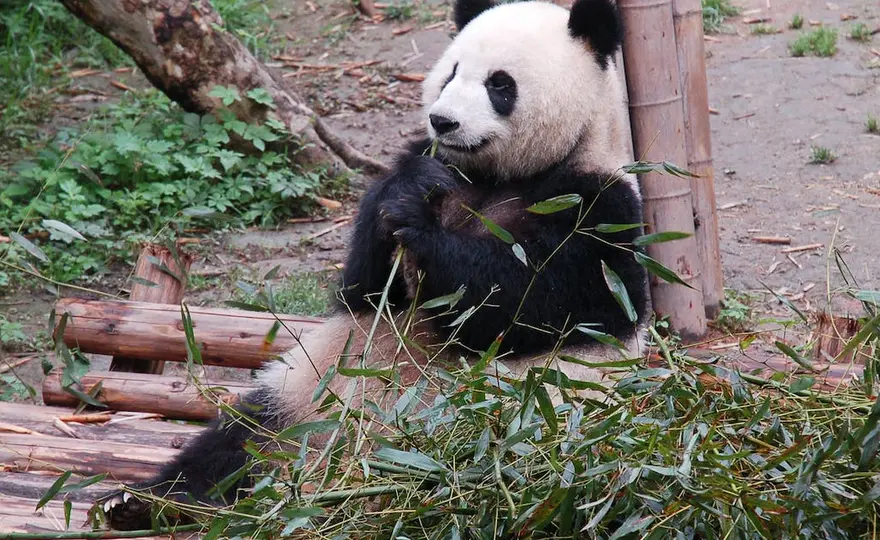 Pandy panda w polskich zoo - gdzie zobaczyć te urocze zwierzęta?