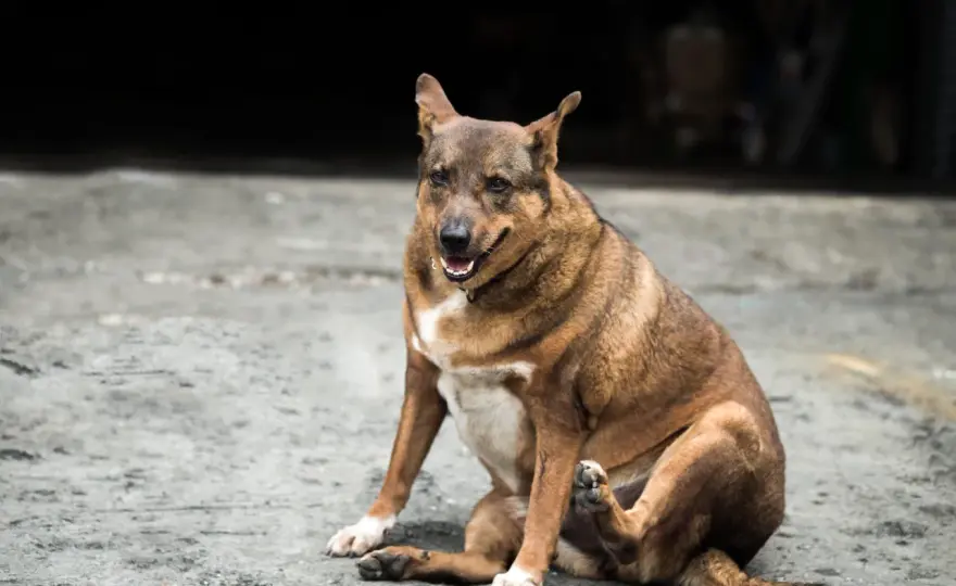 Chien stérilisé - Évitez la prise de poids !