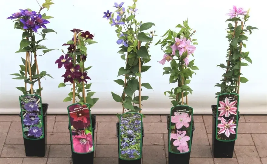 Clematis pflanzen - der beste Start für reiche Blüte