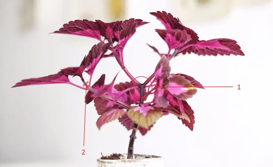 Palettblad China Rose - skötsel för tät färg och form