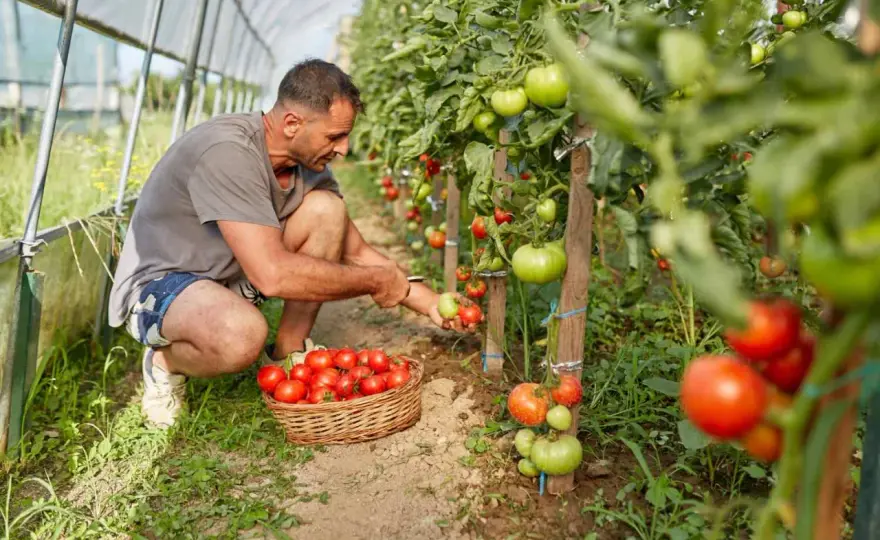 Pomodoro perenne? Come coltivarlo e farlo svernare