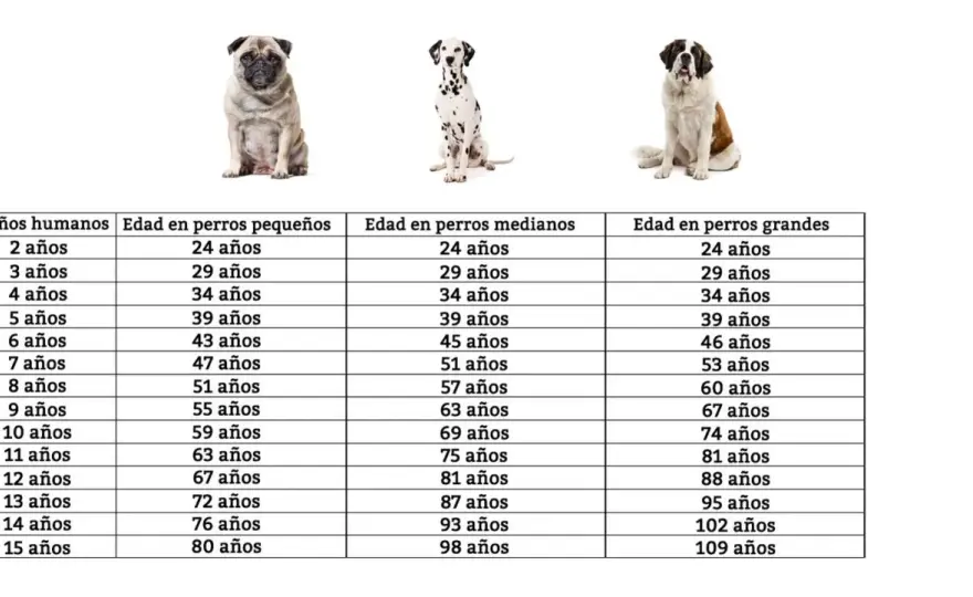 Edad de perros en humanos - Descubre la verdad sin mitos
