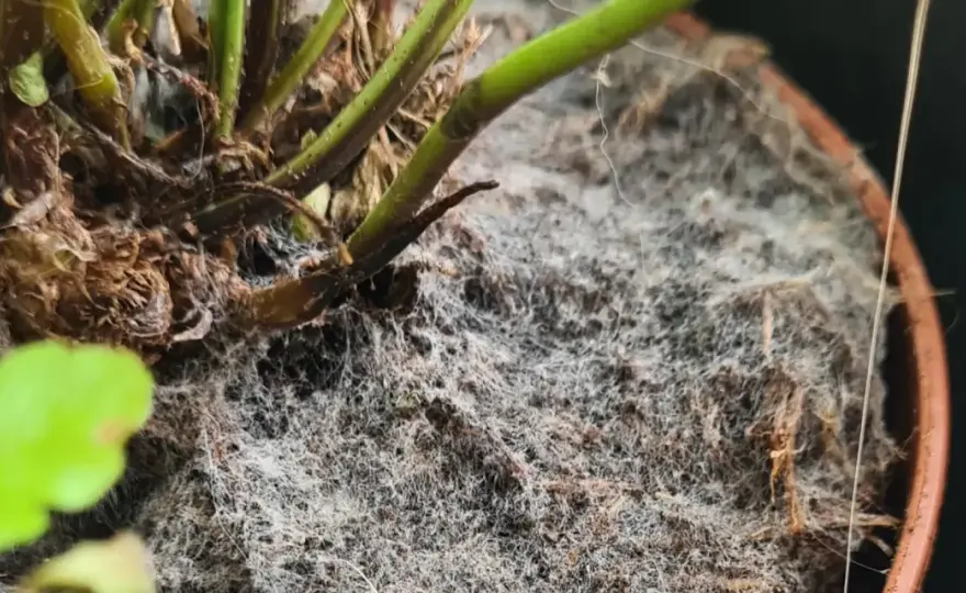 Schimmel auf Blumenerde erkennen und richtig entfernen