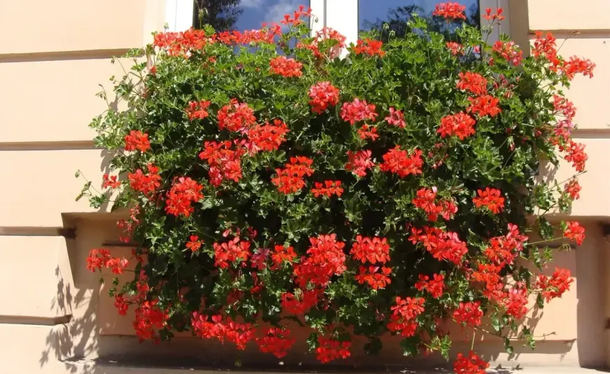 Pelargonia kaskadowa - Pielęgnacja, by kwitła obficie!