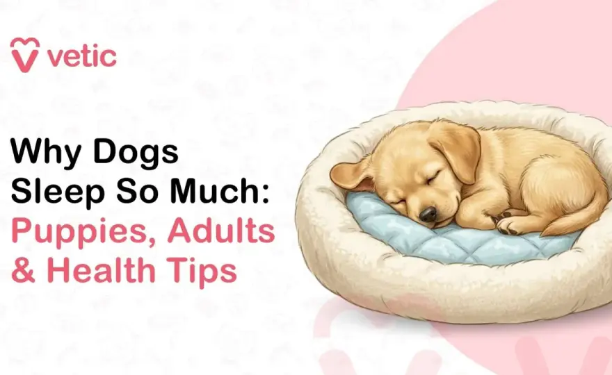 Dog Sleeping Too Much? What's Normal & When to Worry