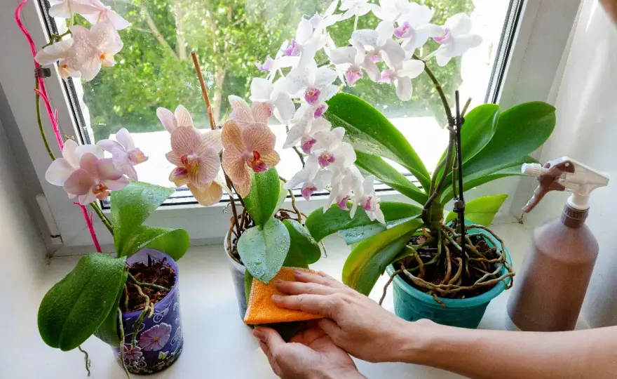 Comment nettoyer les feuilles d’orchidée sans les abîmer ?