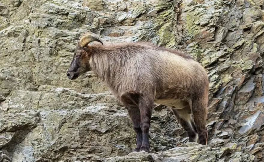 Tahr del Himalaya - ¿Cabra o bóvido extremo? Descubre su vida