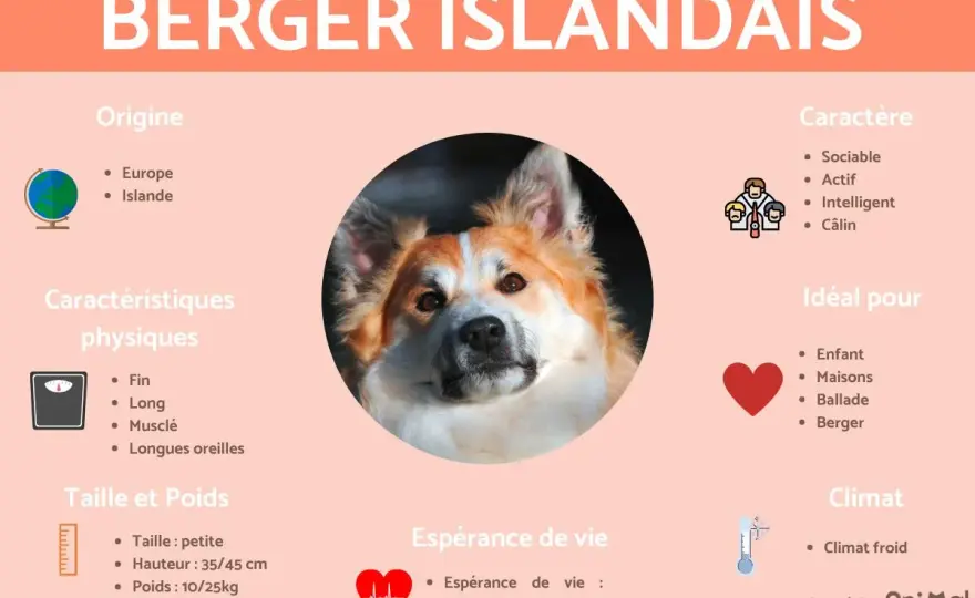 Berger Islandais - Taille idéale et standard de race FCI