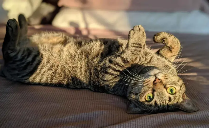 Cuidados del gato - Guía completa para su bienestar y salud
