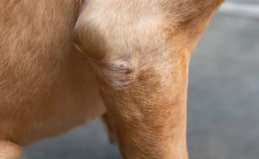 Autoimmune Disease in Dogs - Signs, Tests & Treatment