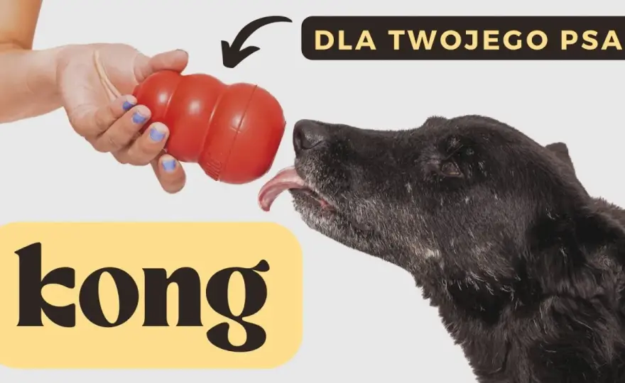 KONG dla psa: Jak w pełni wykorzystać potencjał? Poradnik eksperta