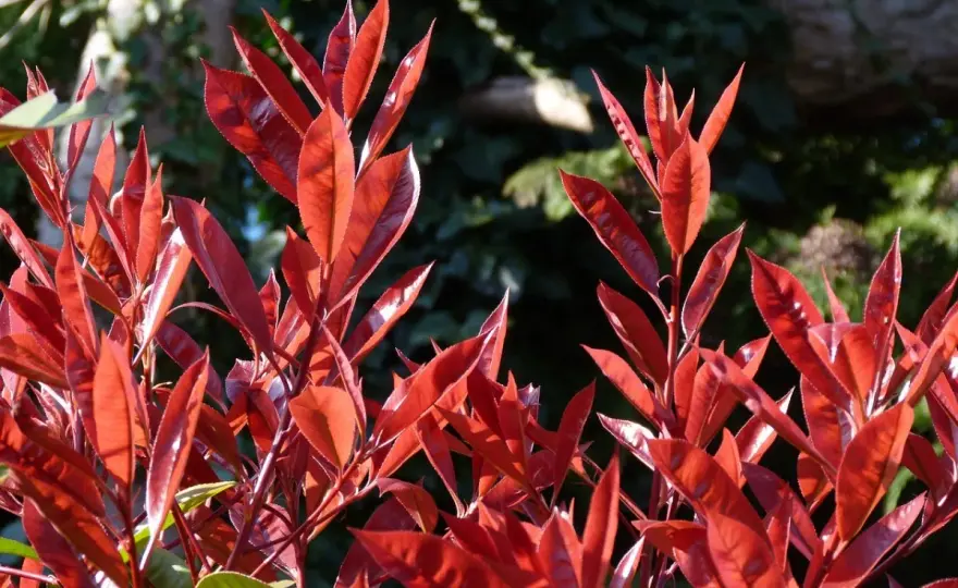 Photinia en pot - Le guide pour une terrasse éclatante
