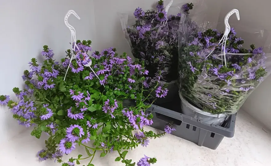 Scaevola aemula - Så lyckas du med fanblomman i sommar