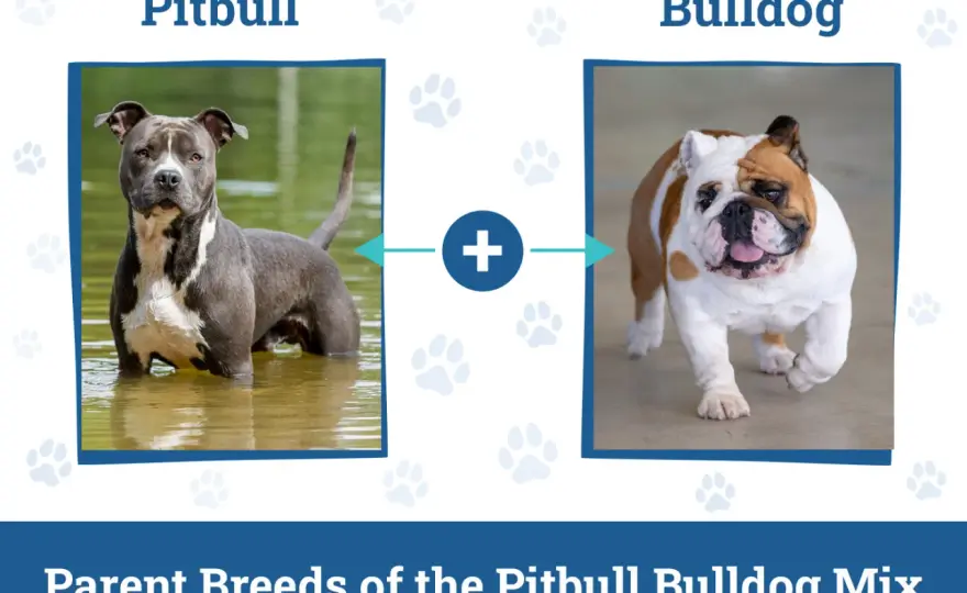 Bulldog pit - czego potrzebuje ta mieszanka i jak się nią opiekować?