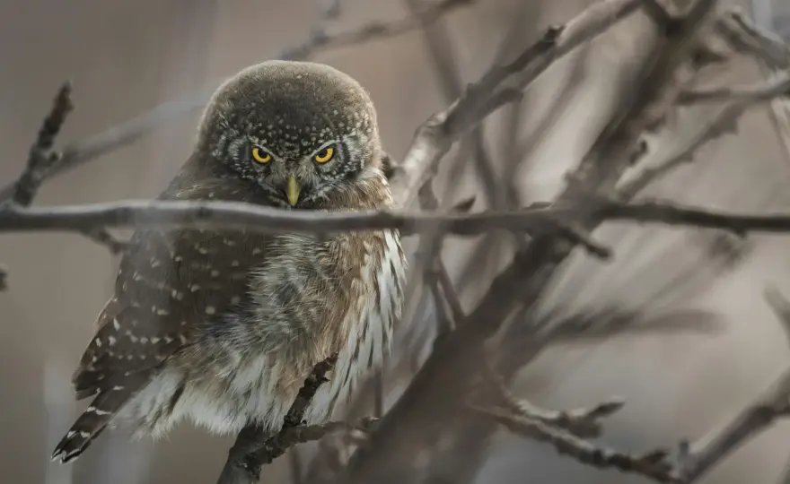 Fauna Słowińskiego Parku Narodowego - co warto wypatrzyć?