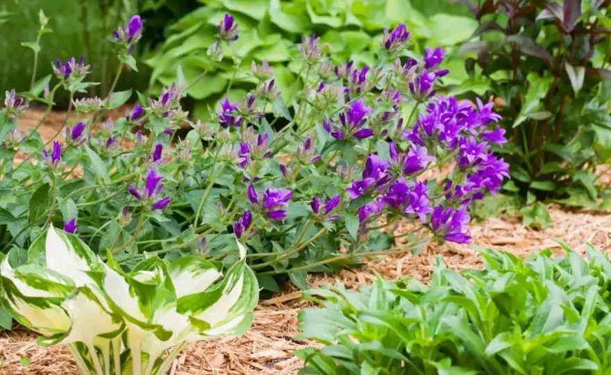 Campanula po przekwitnięciu - jak przycinać, by znów zakwitła?