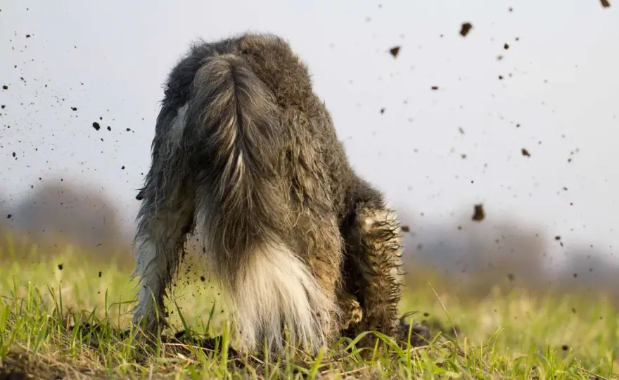 Erdefressen beim Hund - Ursachen, Warnzeichen und was hilft