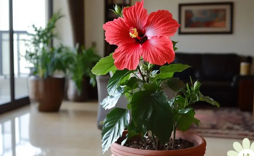 Arroser un hibiscus en pot - Guide pour une floraison parfaite