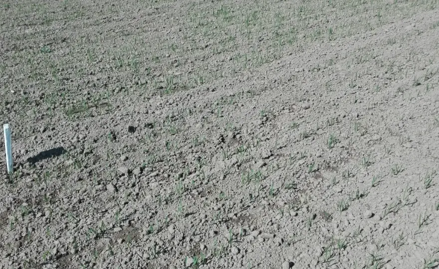 Jaki nawóz pod siew pszenicy jarej, aby uniknąć problemów z plonami?