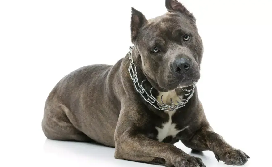Amerykański staffordshire terrier - jaki jest naprawdę? Poznaj rasę