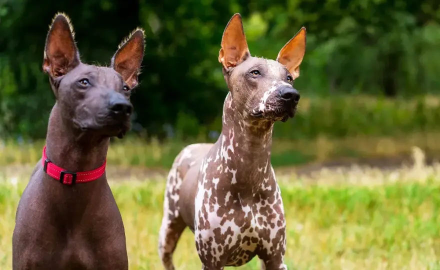 Xoloitzcuintli - Nagi pies meksykański: Pielęgnacja i charakter