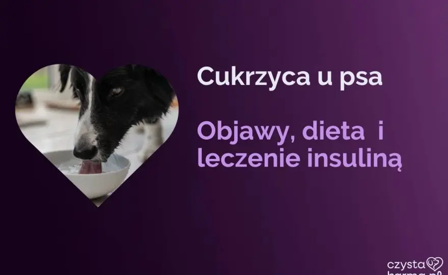 Cukrzyca u psa - ile może żyć i co wydłuża życie?
